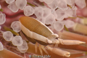 Hold on!! Tiny crab on a Sea Urchin. Under 1 cm long.
Ni... by Ximena Olds 